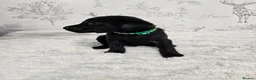 Labrador Retriever dogs for sale: 4 male black lab pups - Advert 6