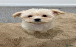 Maltipoo dogs for sale: Beautiful Maltipoo’s - Image 2