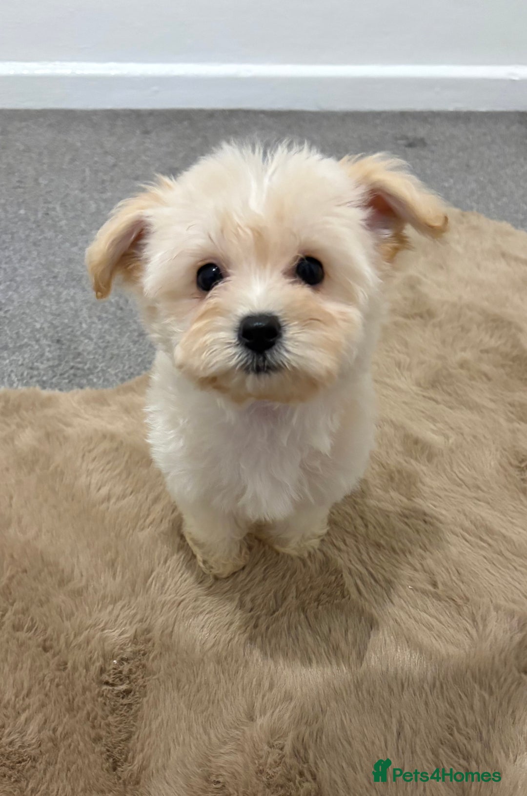 Maltipoo dogs for sale: Beautiful Maltipoo’s - Image 2