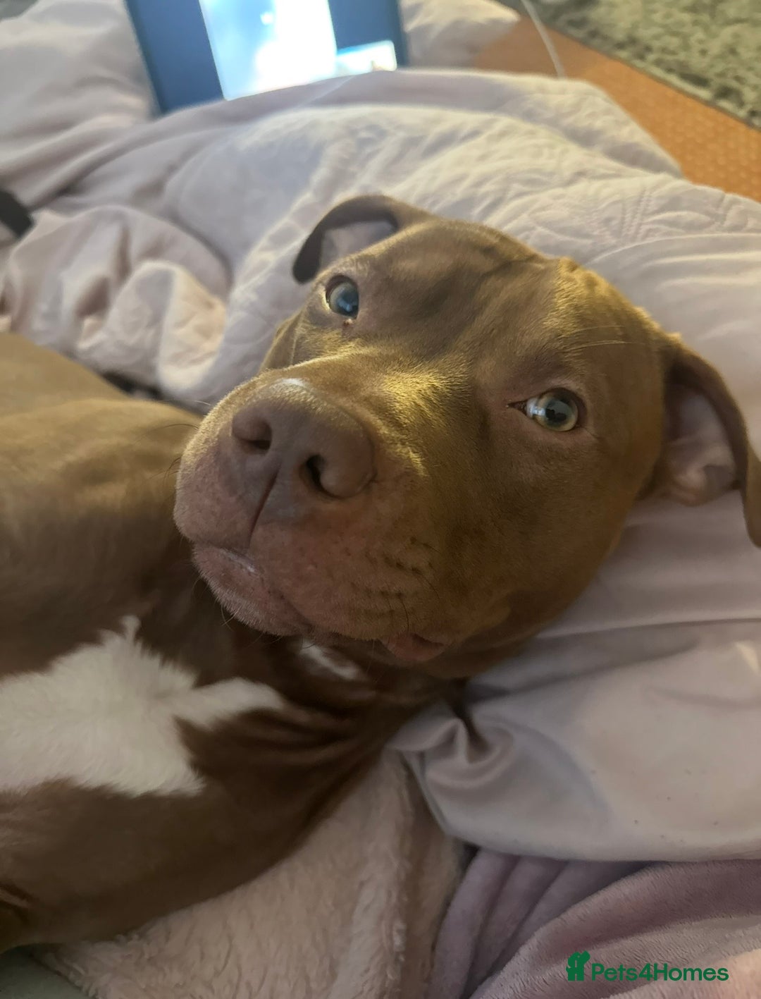 Mixed Breed dogs for sale: STAFFORDSHIRE X AMERICAN BULLY DOG 3YO URGENT - Advert 13