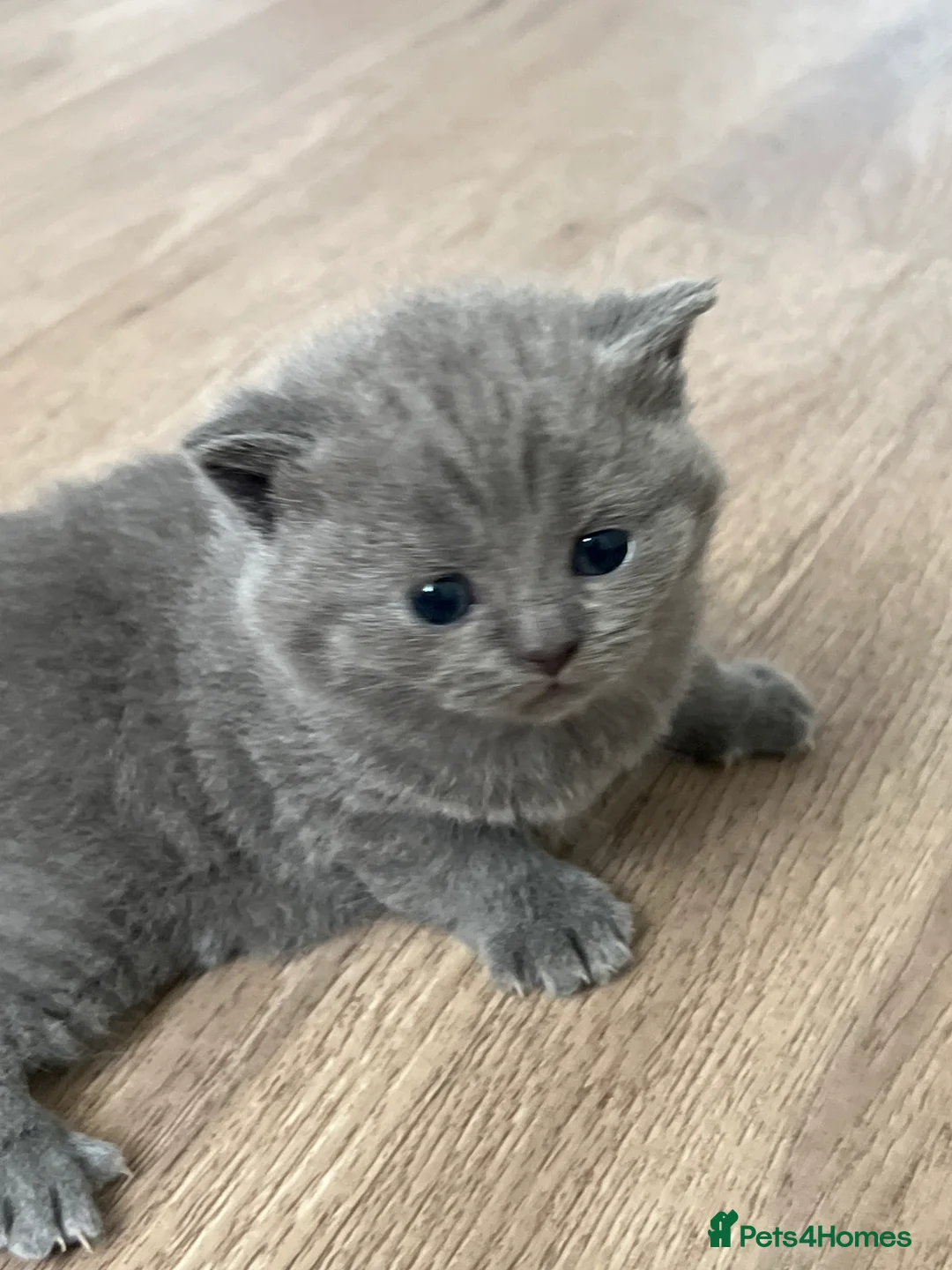 British Shorthair cats for sale: British shorthair kitten  - Advert 2