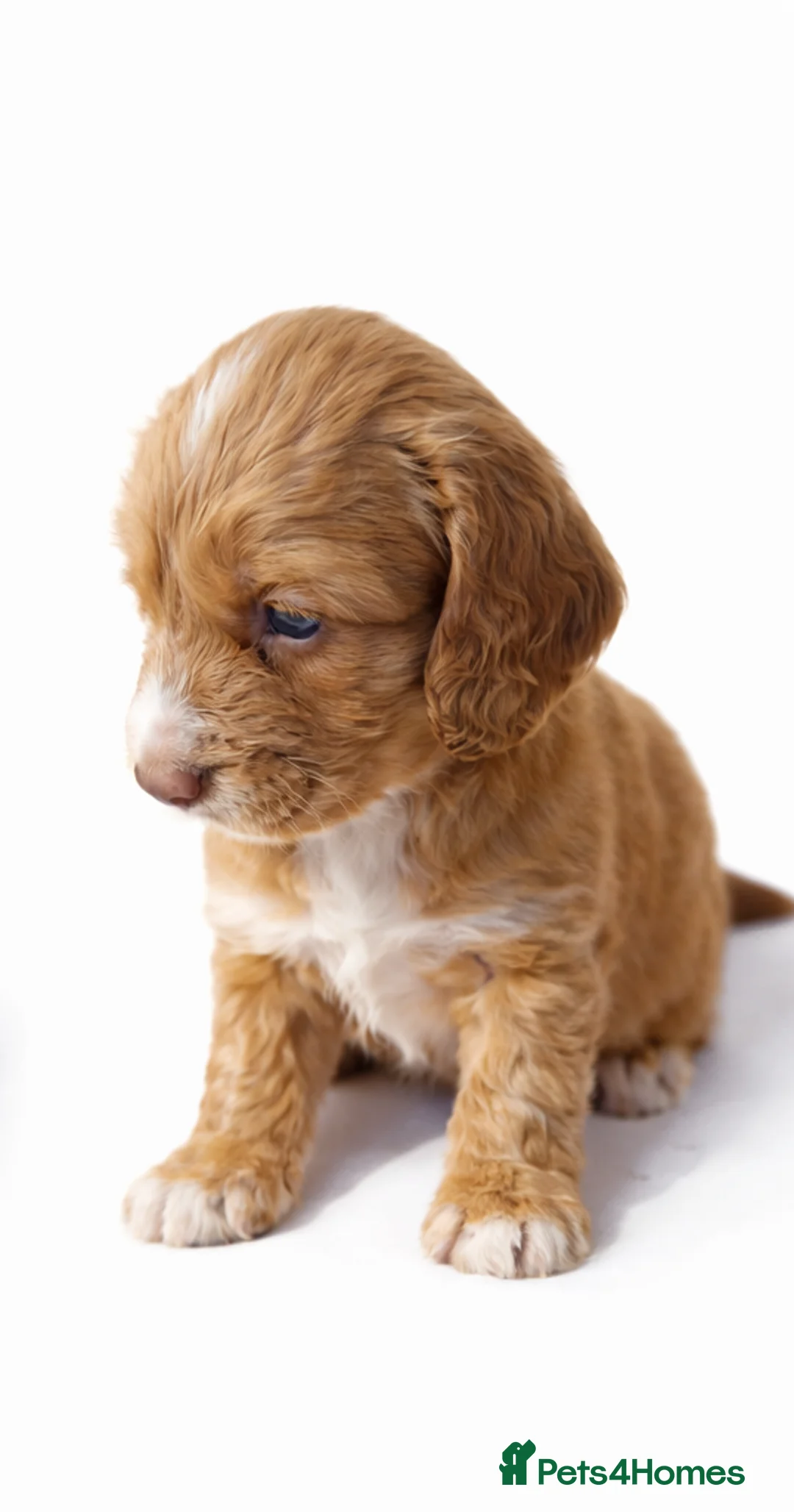 Cockapoo dogs for sale: Beautiful Cockapoo F1B Puppies - Advert 3