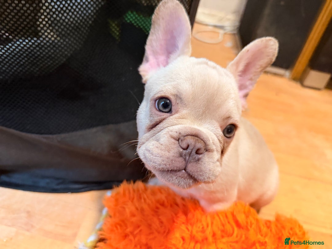 French Bulldog dogs for sale: Beautiful French Bulldog Puppies - Advert 18