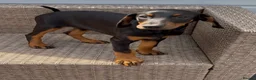 Dobermann dogs for sale: Champion and working lines KC Doberman litter - Advert 15