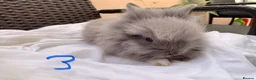 Lionhead rabbits for sale: 3 Beautiful dwarf Lion head Bunnies  - Advert 10