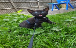 British Shorthair cats for sale: British Short-hair X melanistic bengal kitten - Image 1