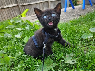 British Shorthair cats - Advert 26