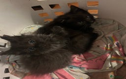 Mixed Breed cats for sale: Kittens, Cross Ragdoll - Image 12