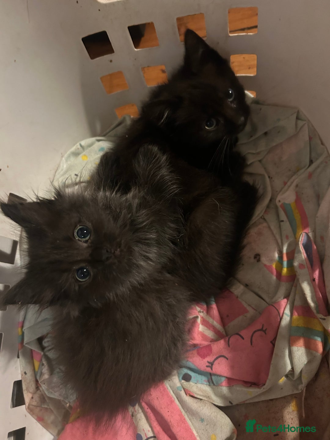 Mixed Breed cats for sale: Kittens, Cross Ragdoll - Image 12