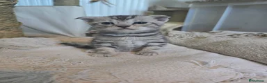 Bengal Kitten 5