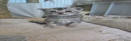 Bengal cats for sale: Beautiful Snow Bengal X Scottish Fold Kittens - Advert 15