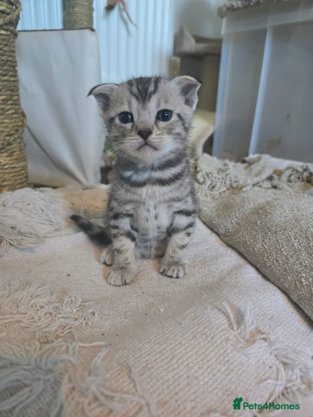 Bengal cats for sale: *READY NOW 2 GIRLS*Snow Bengal X kittens - Advert 23