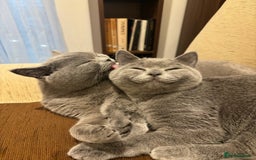 British Shorthair cats for sale: Beautiful Chunky British Shorthair Kittens Pure - Image 12