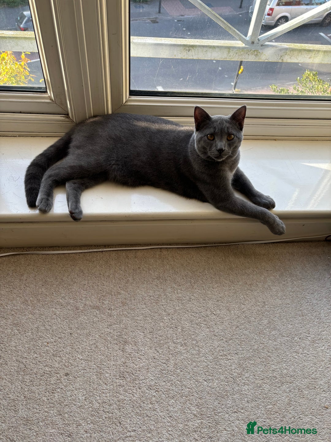 Chartreux cats for sale: Very beautiful Chartreux  - Image 5