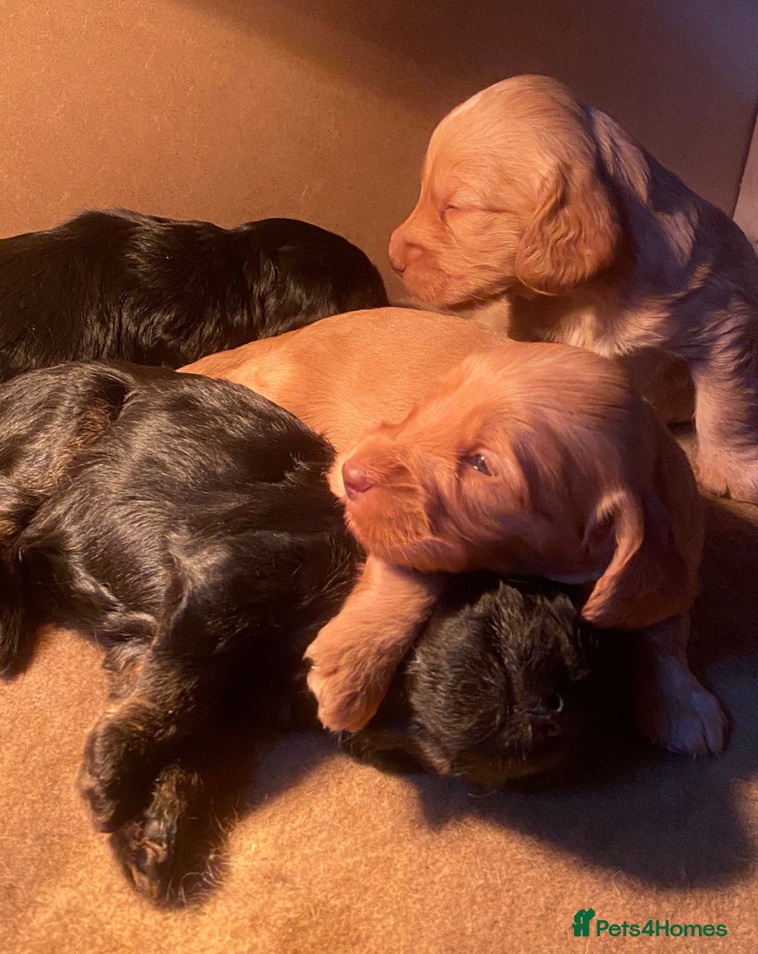 Cockapoo dogs for sale: 8 gorgeous Cockapoos  - Image 25