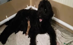 Double Doodle dogs for sale: Adorable Double Doodle puppies from family home - Image 1