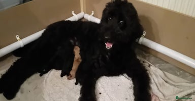 Double Doodle dogs - Advert 1