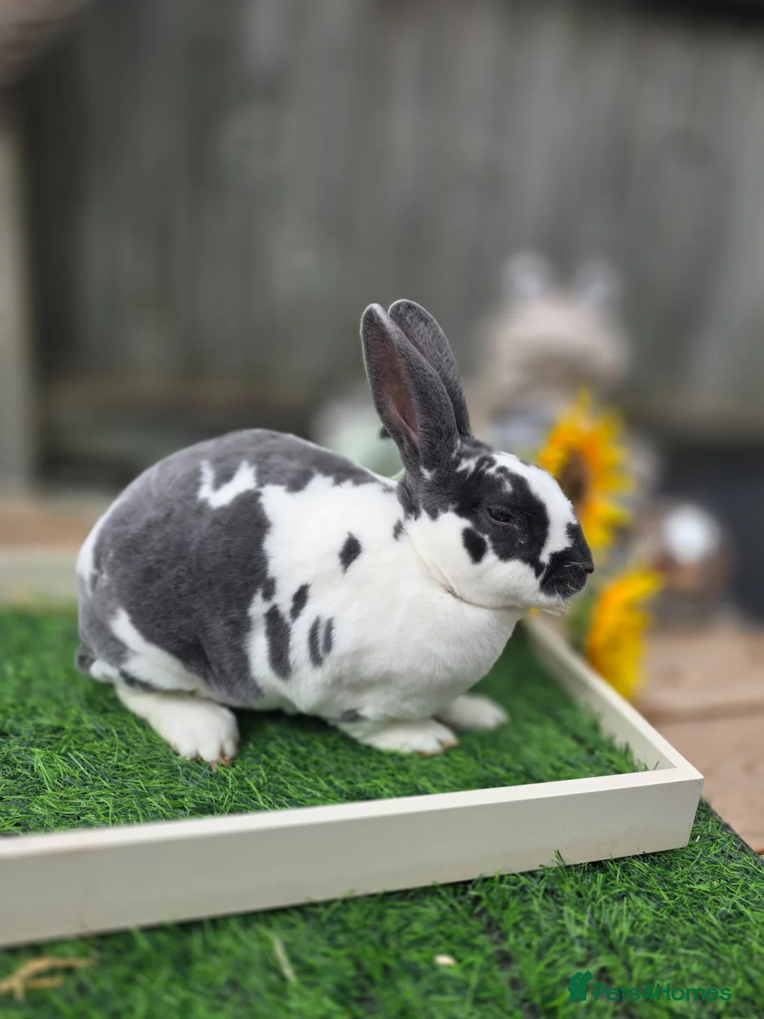 Rex rabbits for sale: 2 Mini Rex Doe's Available  - Advert 2