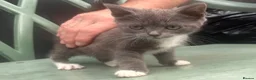 Mixed Breed cats for sale: British Blue x Scottish Fold/ragdoll - Advert 3