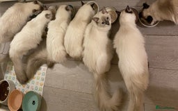 Ragdoll cats for sale: 7 ragdoll cats & kittens  - Image 18