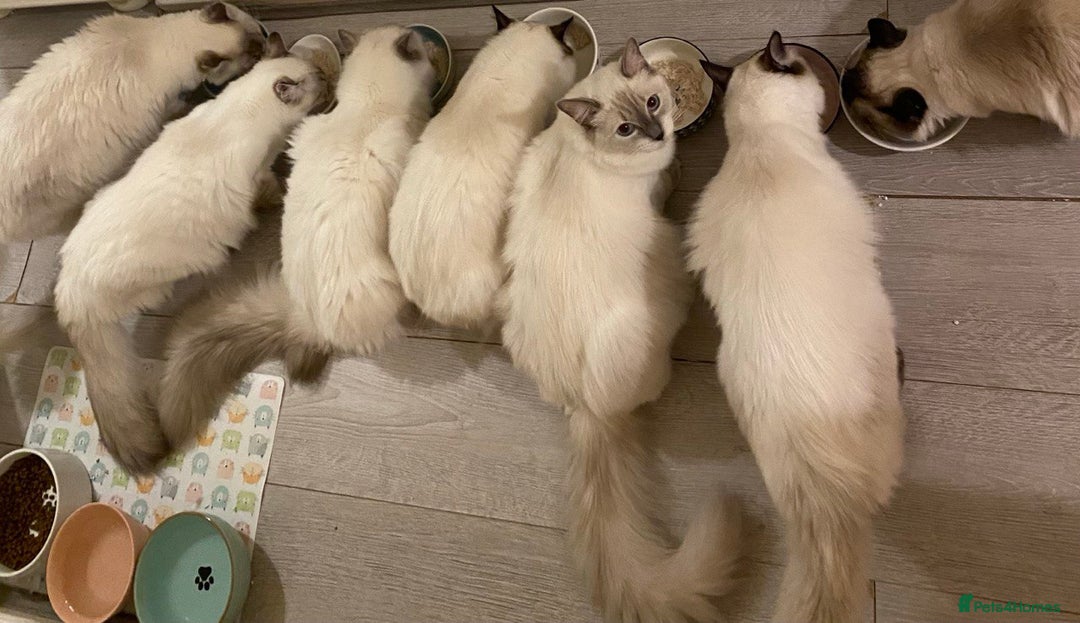 Ragdoll cats for sale: 7 ragdoll cats & kittens  - Image 18