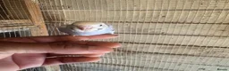 Budgerigars birds for sale: Budgies for sale £40 each collection mk404nn - Advert 9