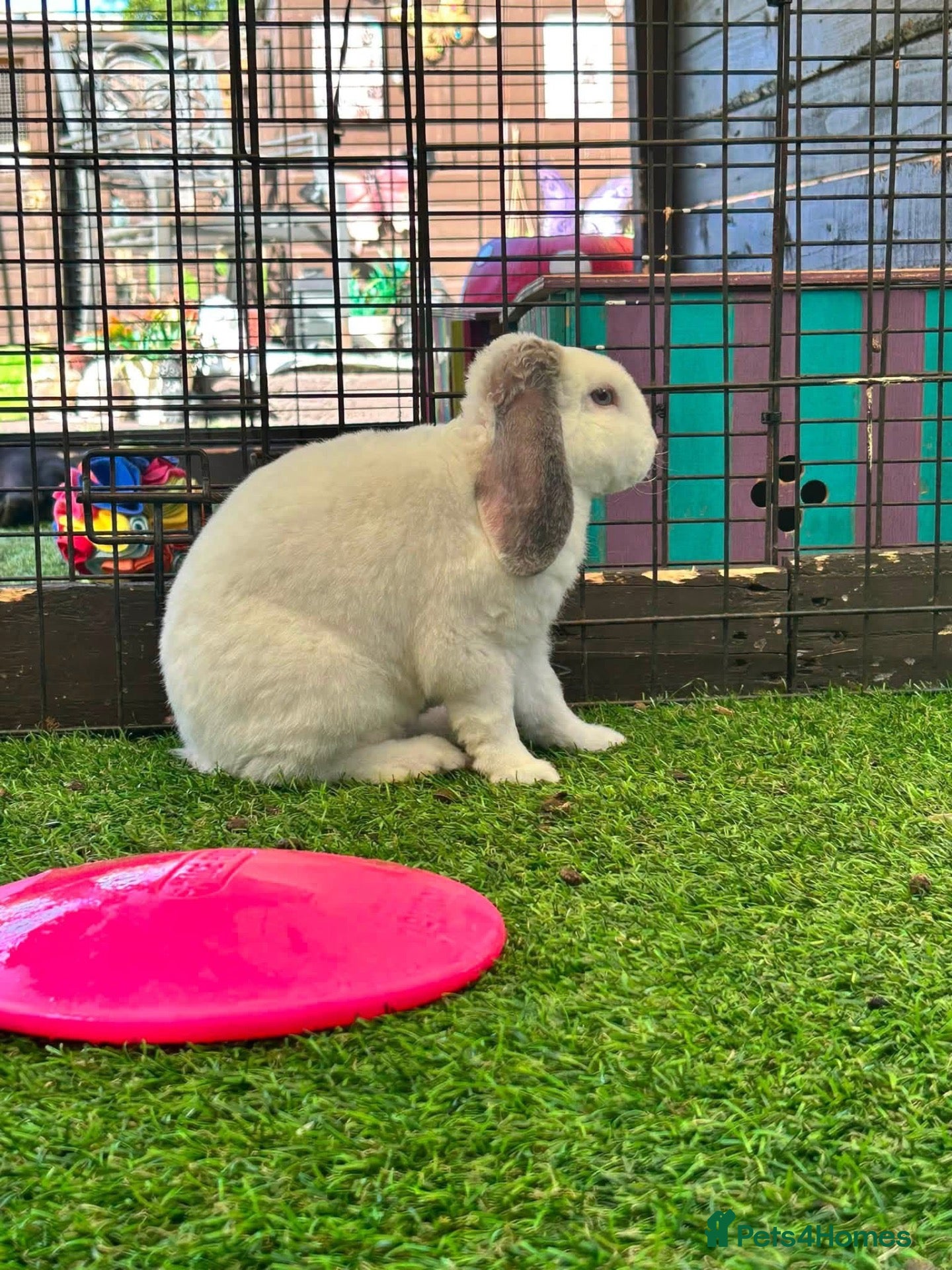 Mini Lop rabbits 🦋Pure Breed Mini plush lop 🦋 - Advert 2