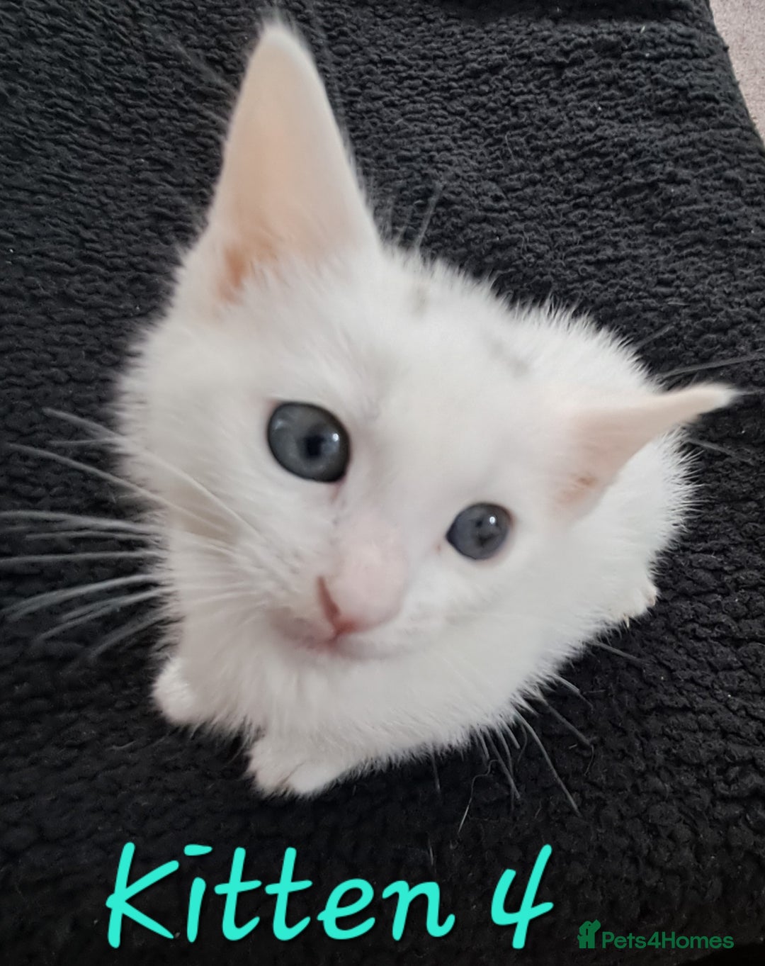 Mixed Breed cats for sale: 4 cute kittens up for sale - Image 31