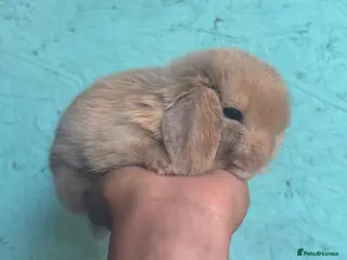 Mini Lop rabbits Mini lop available to reserve - Advert 1