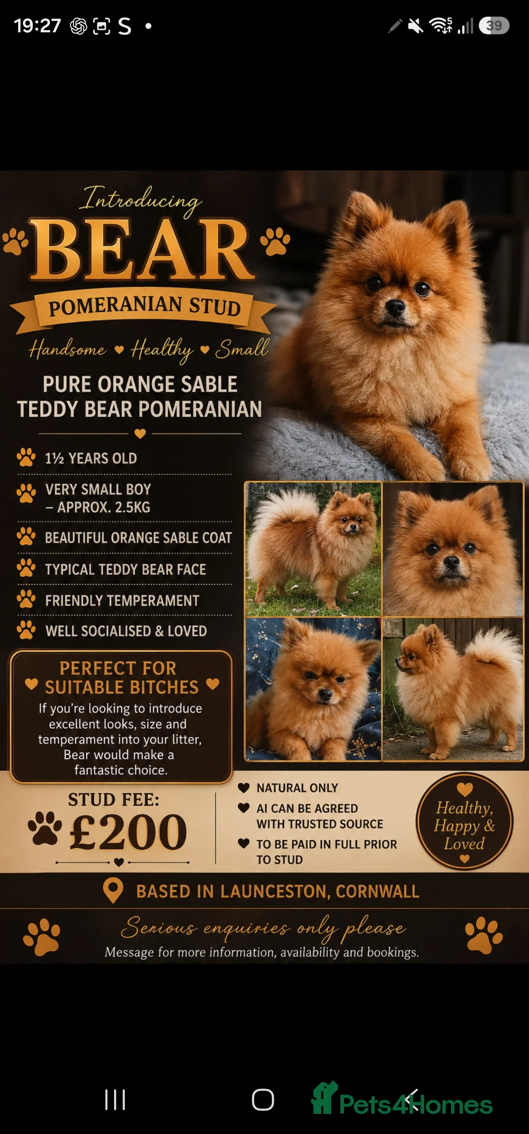 Pomeranian dogs for stud: PROVEN orange sable pom  - Advert 1