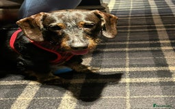 Miniature Dachshund dogs for stud: Miniature Long Haired Wired Dachshund  - Image 4