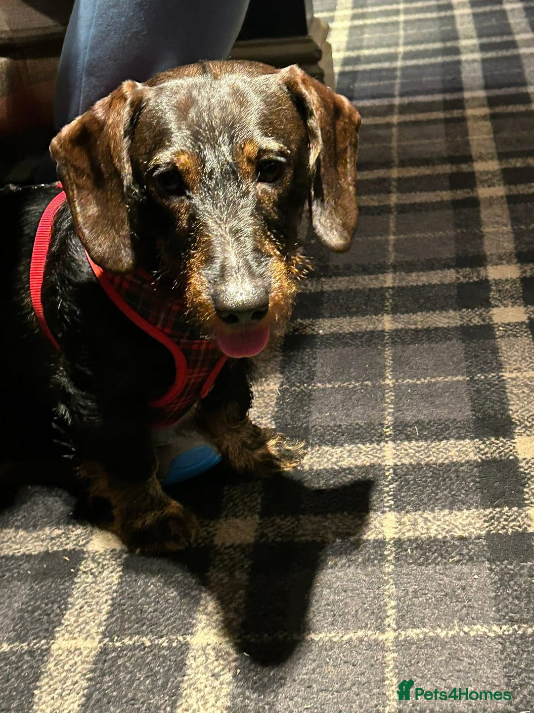 Miniature Dachshund dogs for stud: Miniature Long Haired Wired Dachshund  - Image 4