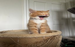 Mixed Breed cats for sale: Four beautiful playful kittens for sale  - Image 3