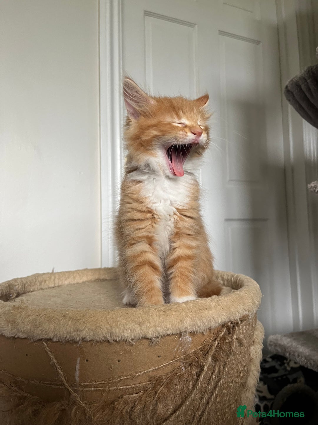 Mixed Breed cats for sale: Four beautiful playful kittens for sale  - Image 3