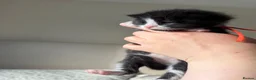 Domestic Shorthair cats for sale: FEMALE kitten for sale 🐾 - Advert 12