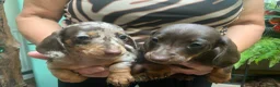 Miniature Dachshund dogs for sale: Funny happy miniature dachshund puppies - Advert 35