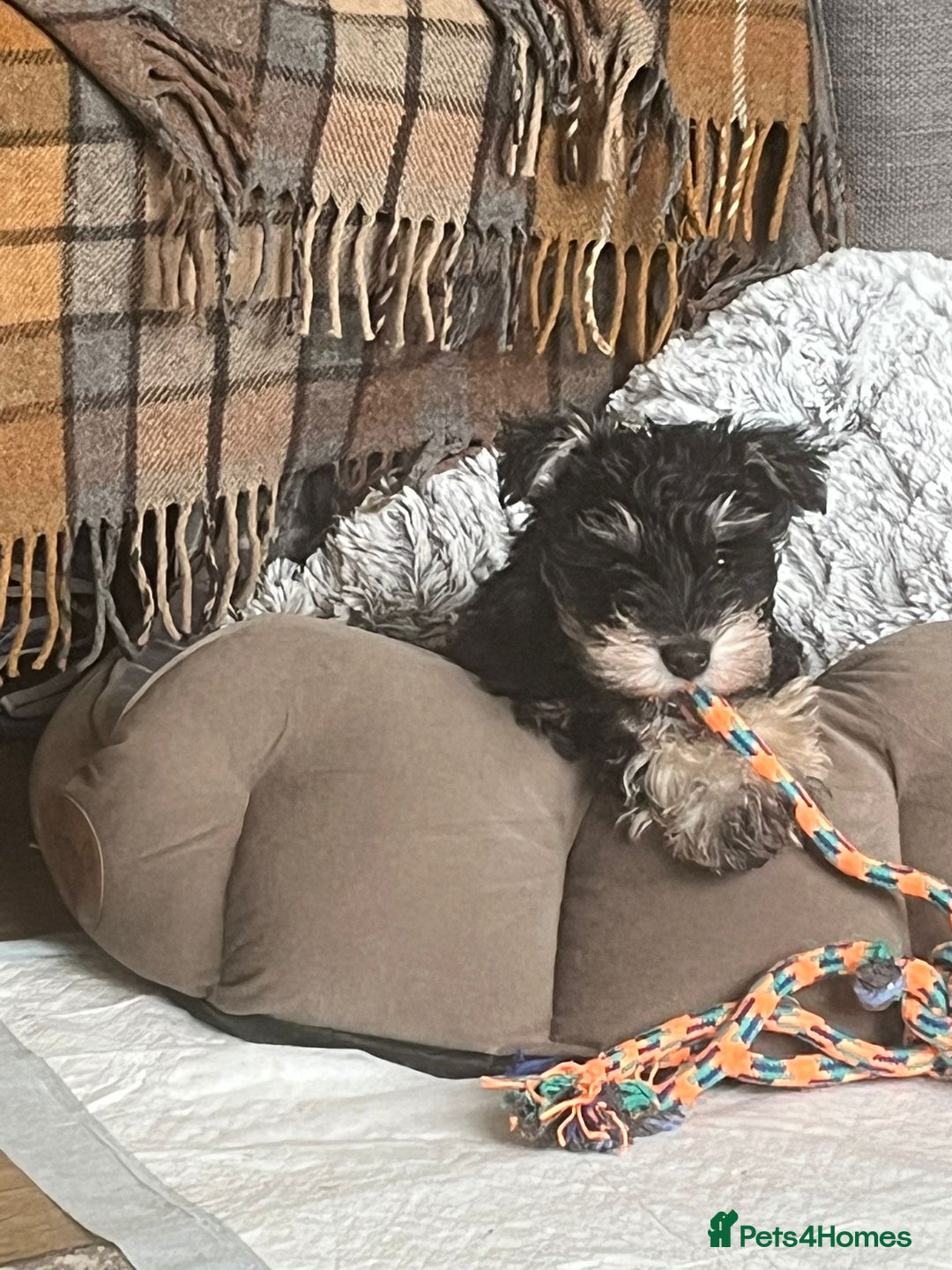 Mixed Breed dogs for sale: Schnorkie puppies - pedigree Schnauzer Dad - Advert 12