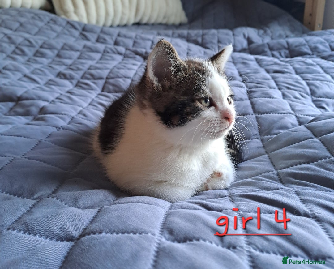 Domestic Shorthair cats for sale: 3 gorgeous kittens for sale - Advert 24