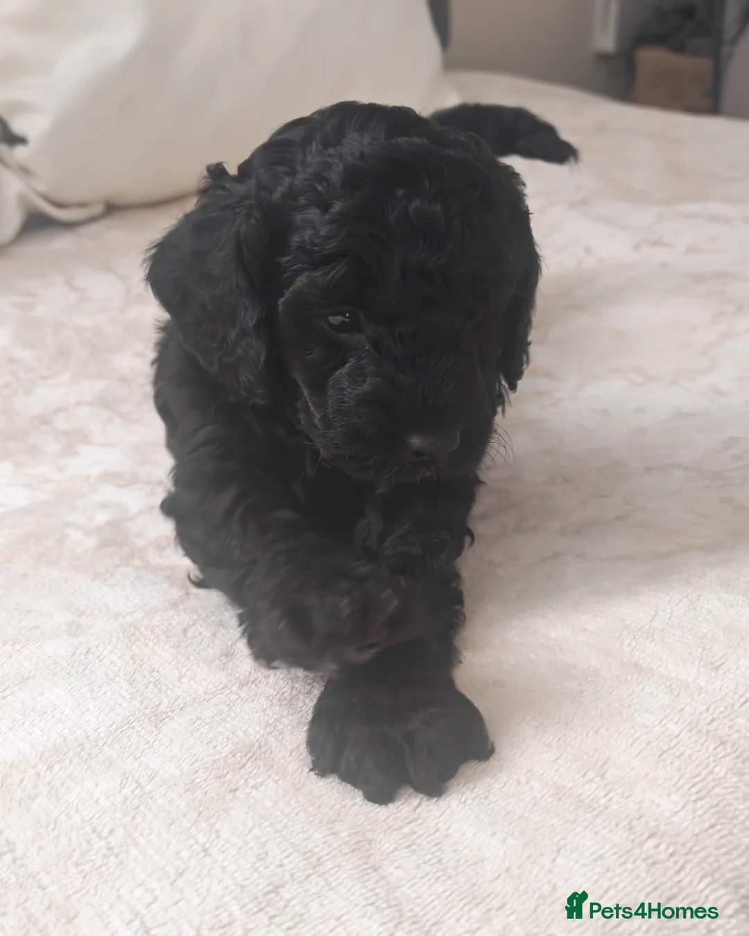 Cockapoo dogs for sale: Cockapoo  in Wrexham - Advert 11