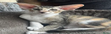 Peterbald Kitten 6