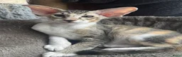Peterbald cats for sale: Pedigree registered TICA kittens - Advert 9