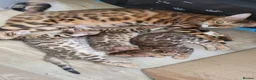 Bengal cats for sale: TICA Registered Bengal Kittens - Advert 22