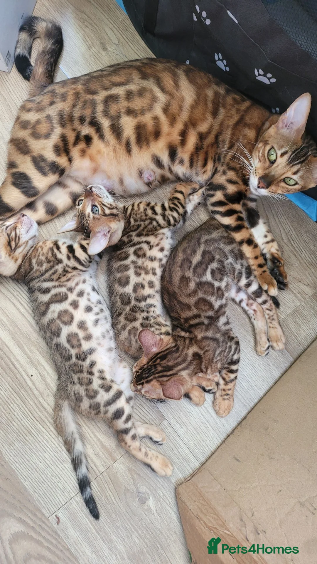 Bengal cats for sale: TICA Registered Bengal Kittens - Advert 22