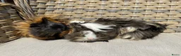 Guinea Pig rodents for sale: 1 left. Pretty baby long haired female guinea pig. - Advert 10
