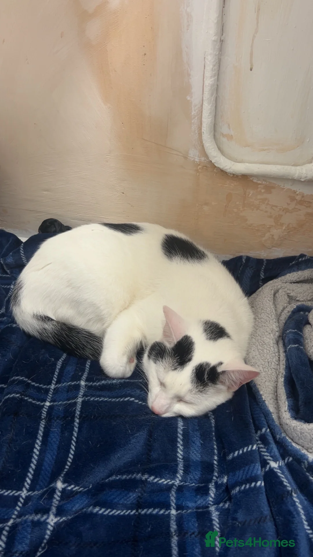 Domestic Shorthair cats for sale: Two loving boys need homes - Advert 11