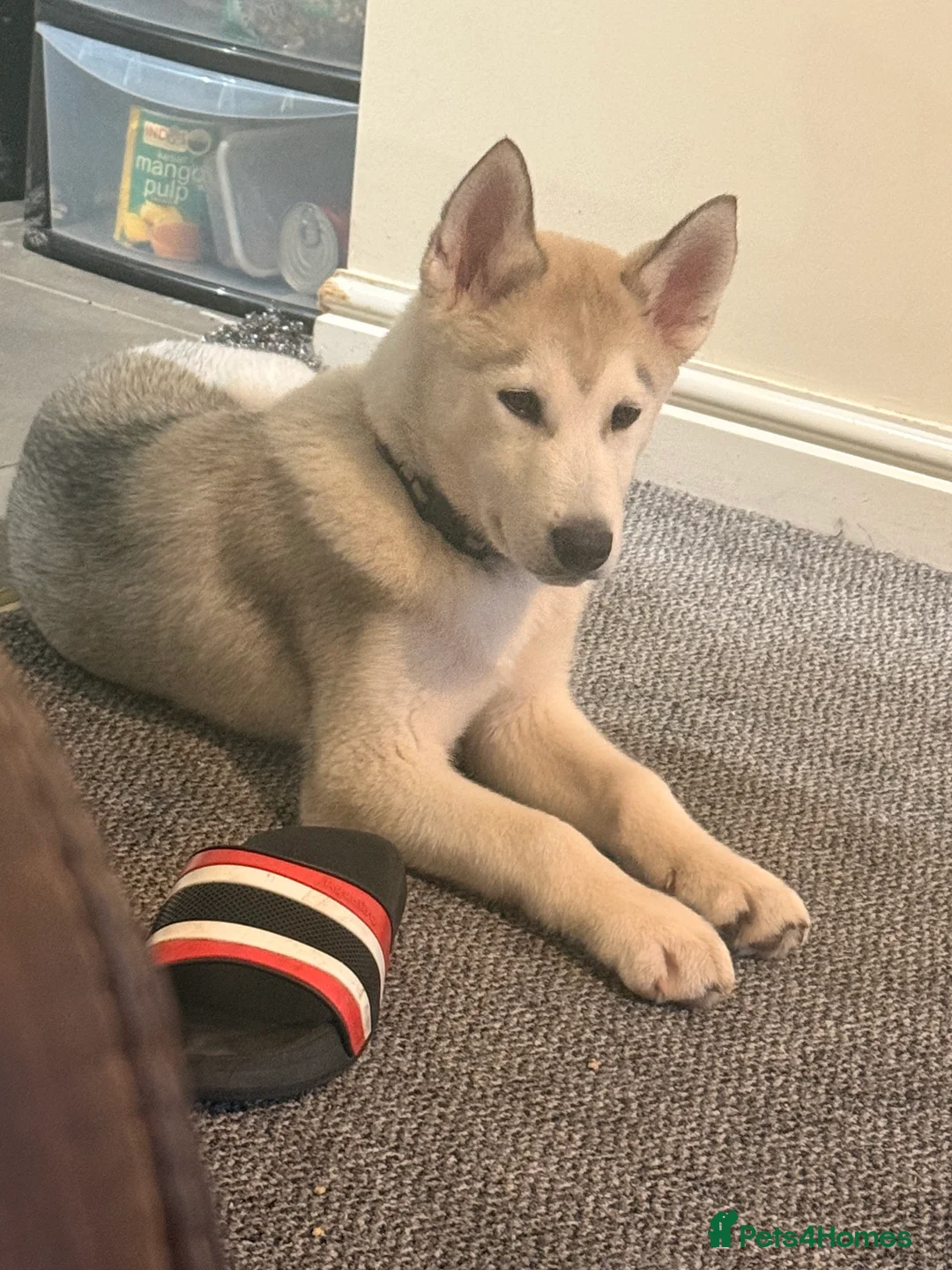 Siberian Husky dogs for sale: 4 month old male husky puppy  - Advert 1