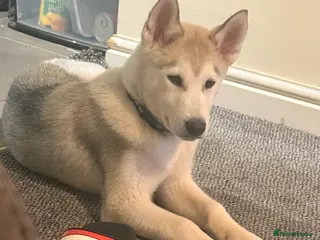 Siberian Husky dogs 4 month old male husky puppy - Advert 1