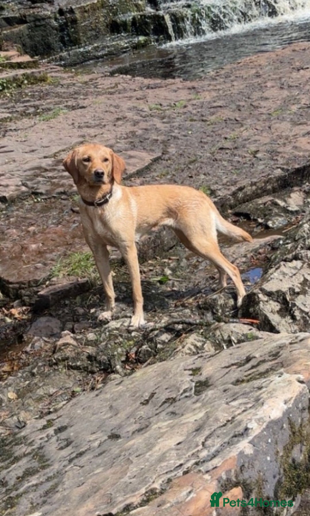 Labrador Retriever dogs for sale: Gorgeous Labrador puppies for sale  - Advert 2