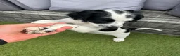 English Springer Spaniel dogs for sale: Springer Spaniels 4 x Boys in Wakefield - Advert 6