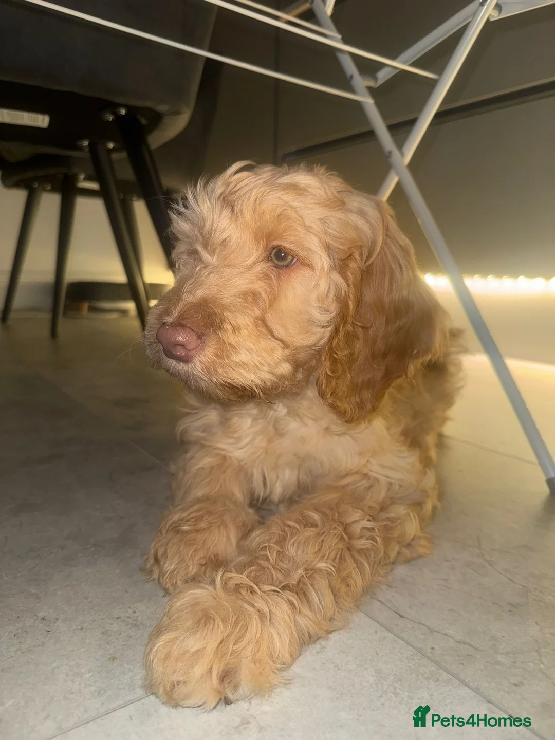 Cockapoo dogs for sale: Beautiful apricot cockapoo girl  - Advert 1